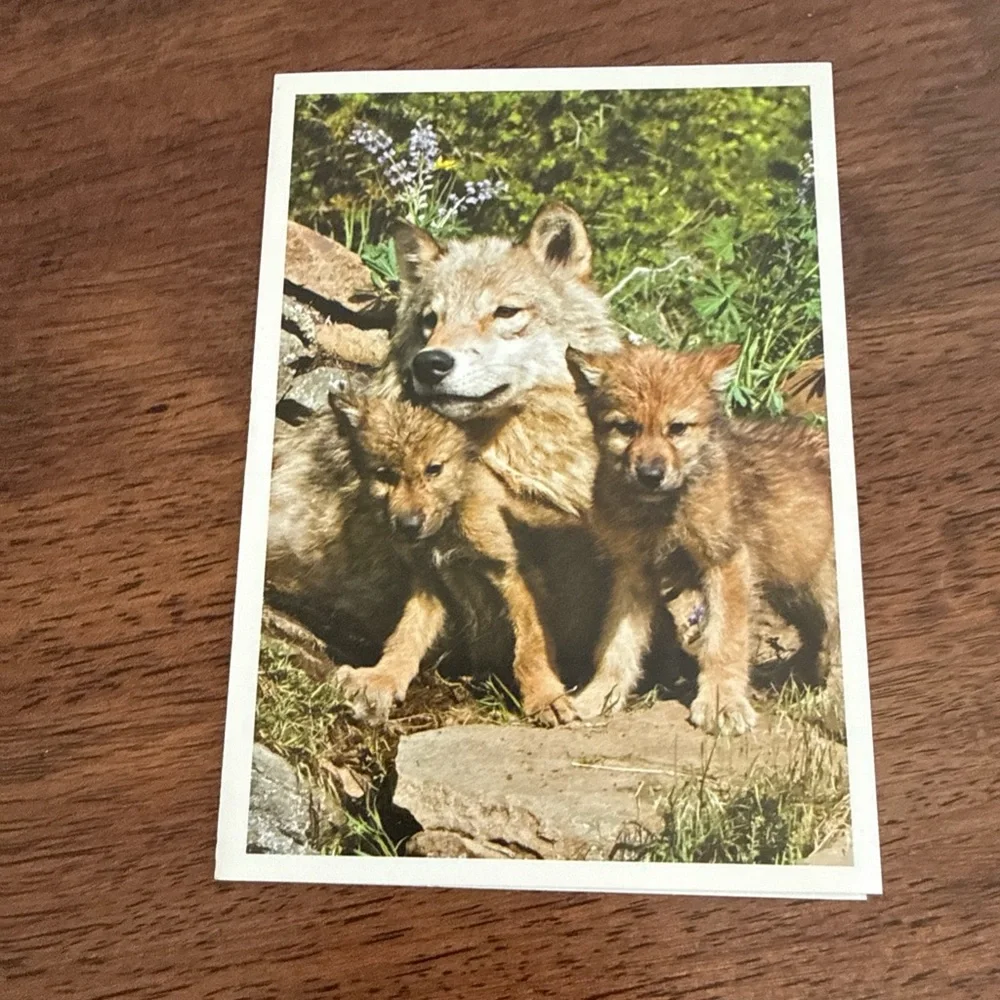 Lot of 4 blank note cards with pictures of wolves